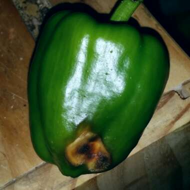 Capsicum annuum