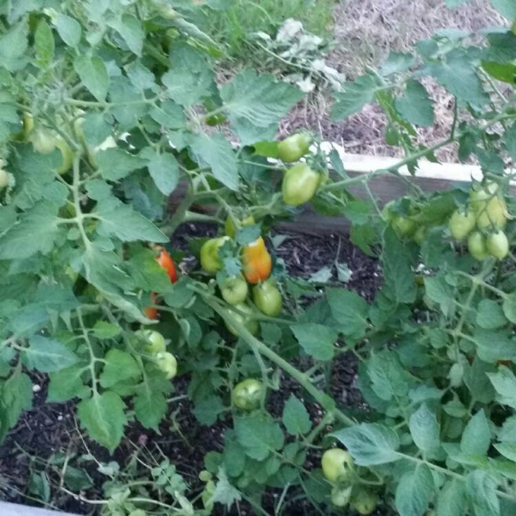 Plant image Solanum lycopersicum 'Roma'