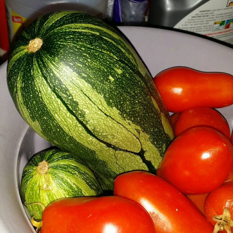 Plant image Cucurbita pepo var. cylindrica 'Cocozelle'