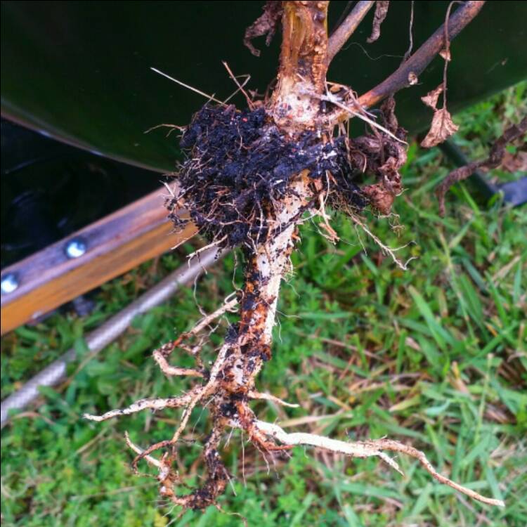 Plant image Solanum lycopersicum 'Better Boy'