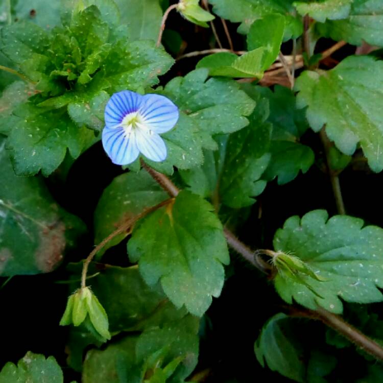 Plant image Veronica persica