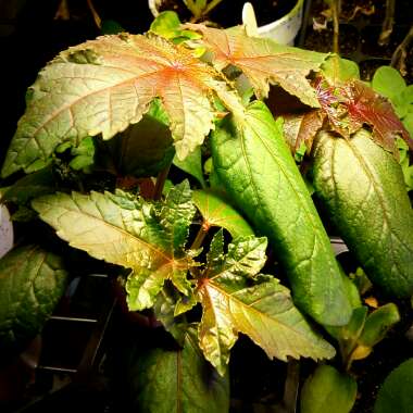 Ricinus communis