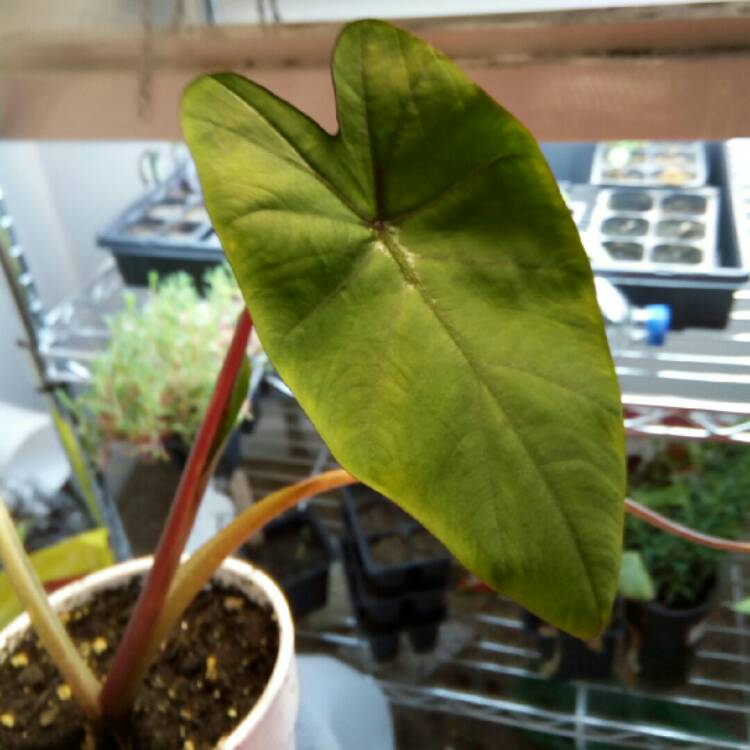 Plant image Colocasia esculenta 'Pink China'