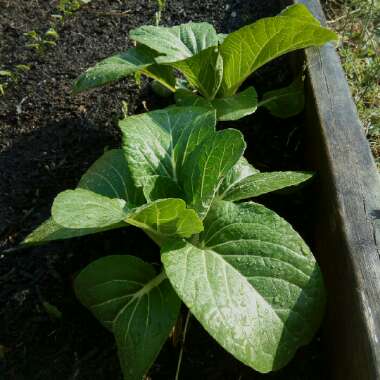 Brassica Rapa var Chinensis