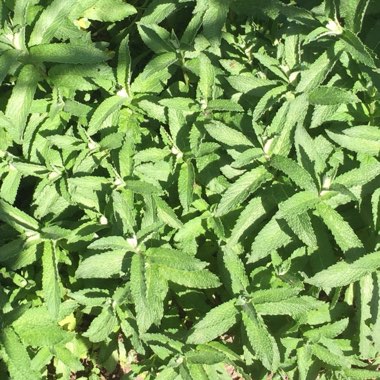 Mentha spicata var. crispa 'Moroccan'