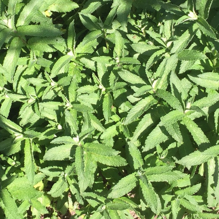 Plant image Mentha spicata var. crispa 'Moroccan'