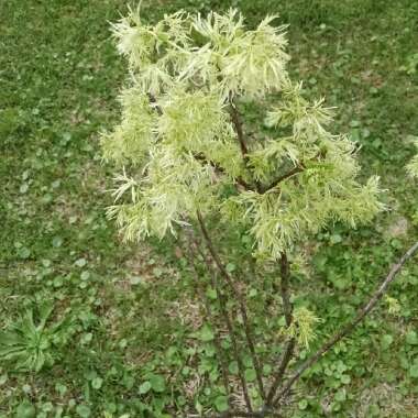 Fringe Tree