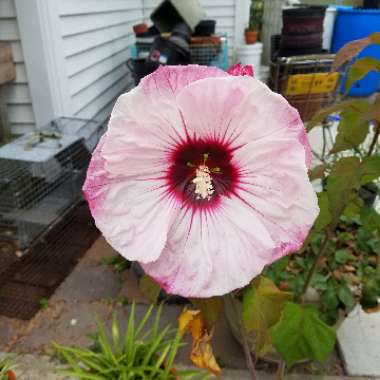 Hibiscus 'Cherry Cheesecake'