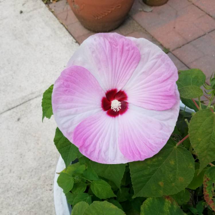 Plant image Hibiscus moscheutos 'Balhibpsw' (Luna Series) syn. Hibiscus moscheutos 'Luna Pink Swirl'