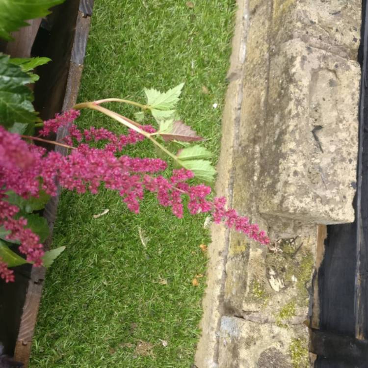 Plant image Astilbe 'Mea'