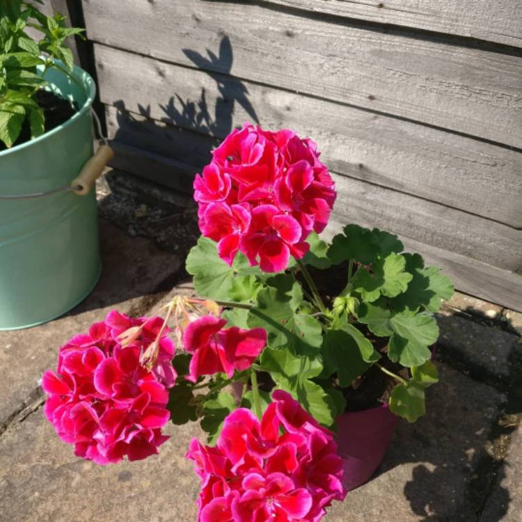 Plant image Pelargonium 'Calliope Big Rose' (Calliope Big Series)