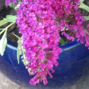 Butterfly Bush