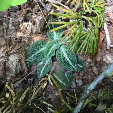 Goodyera pubescens