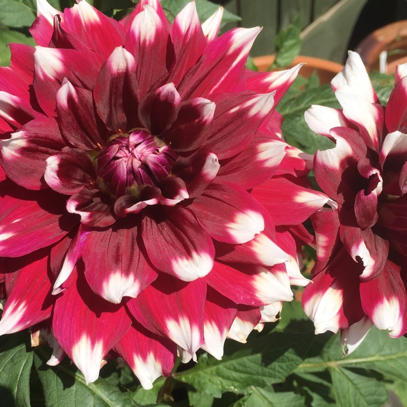 Dahlia 'Duet'