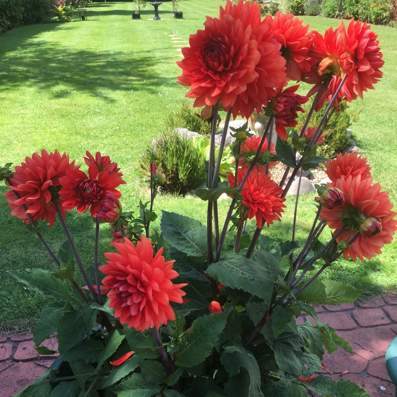 Dahlia 'Bishop of Llandaff' (Peony-flowered)