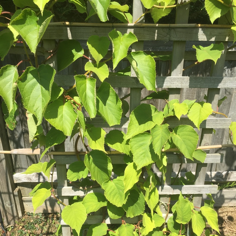 Plant image Actinidia arguta