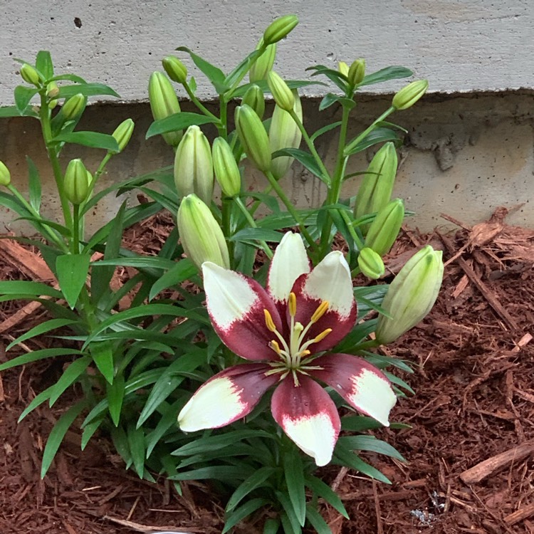 Plant image Lilium 'Tiny Padhye'