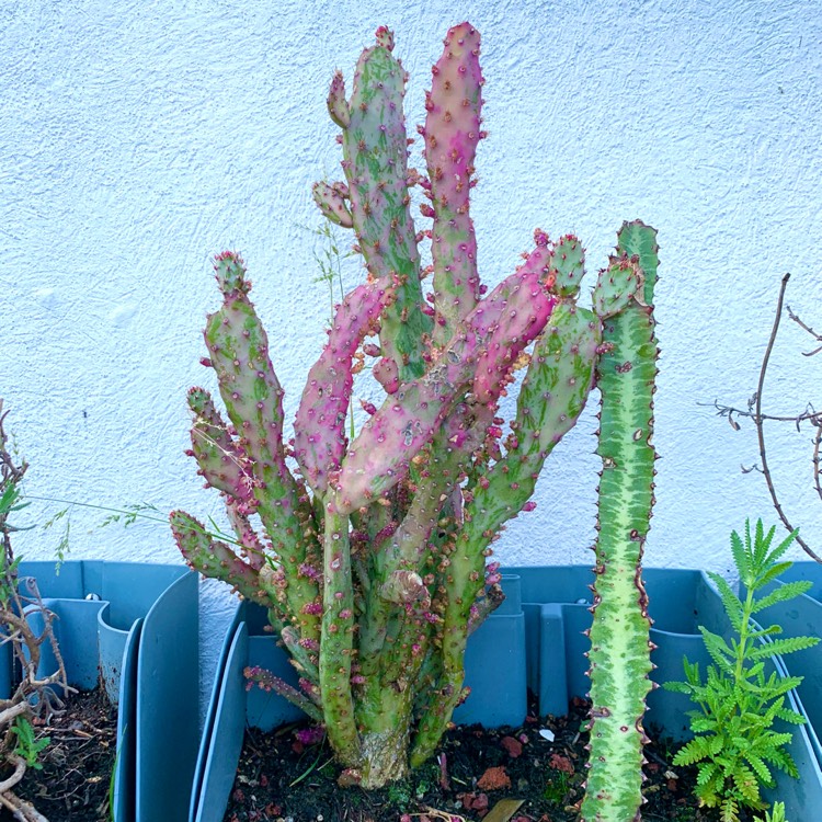 Plant image Opuntia Vulgaris Monacantha