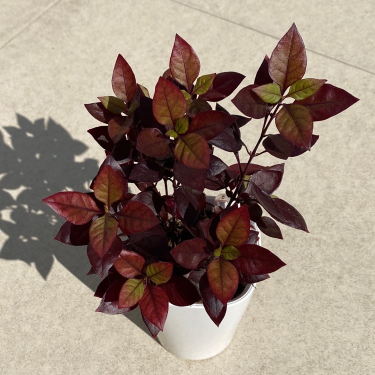 Plant image Alternanthera 'Little Ruby'