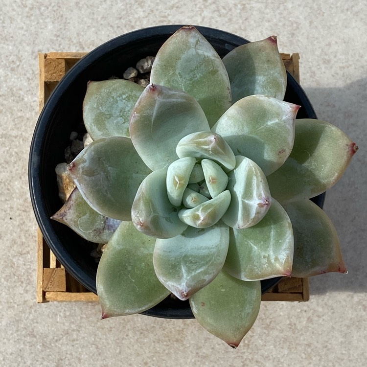 Plant image Echeveria Colorata Ice