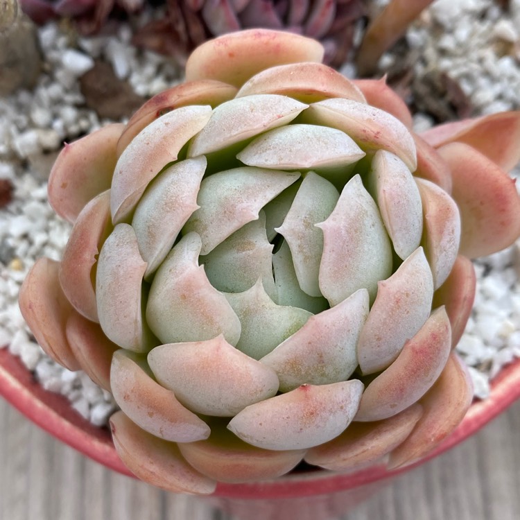 Plant image Echeveria Peach Pride