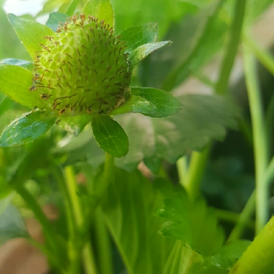 Plant image Fragaria x ananassa 'Pegasus'