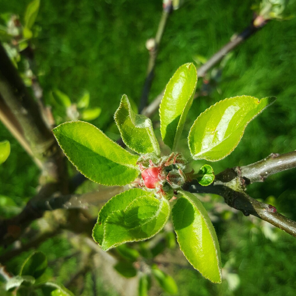 Plant image Malus domestica 'Jonagold'