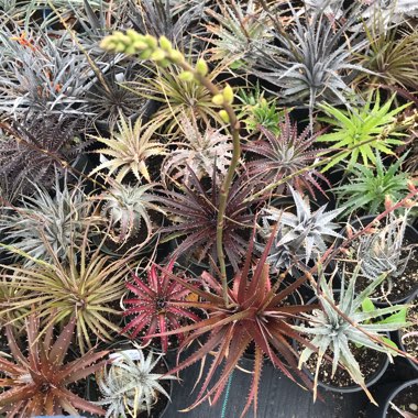 Dyckia