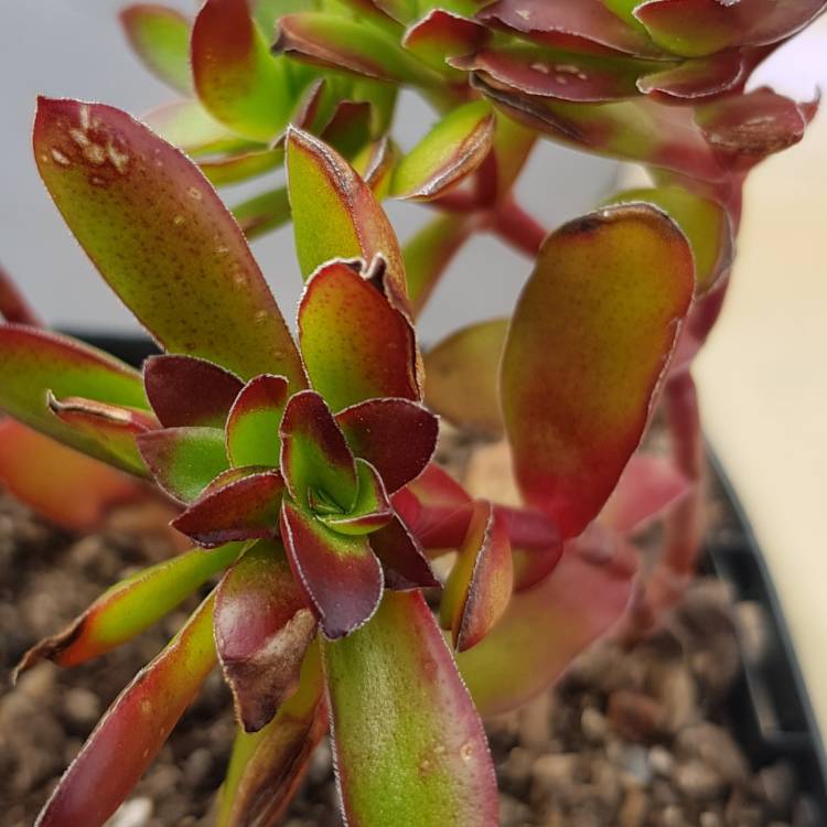 Plant image Crassula rubricaulis