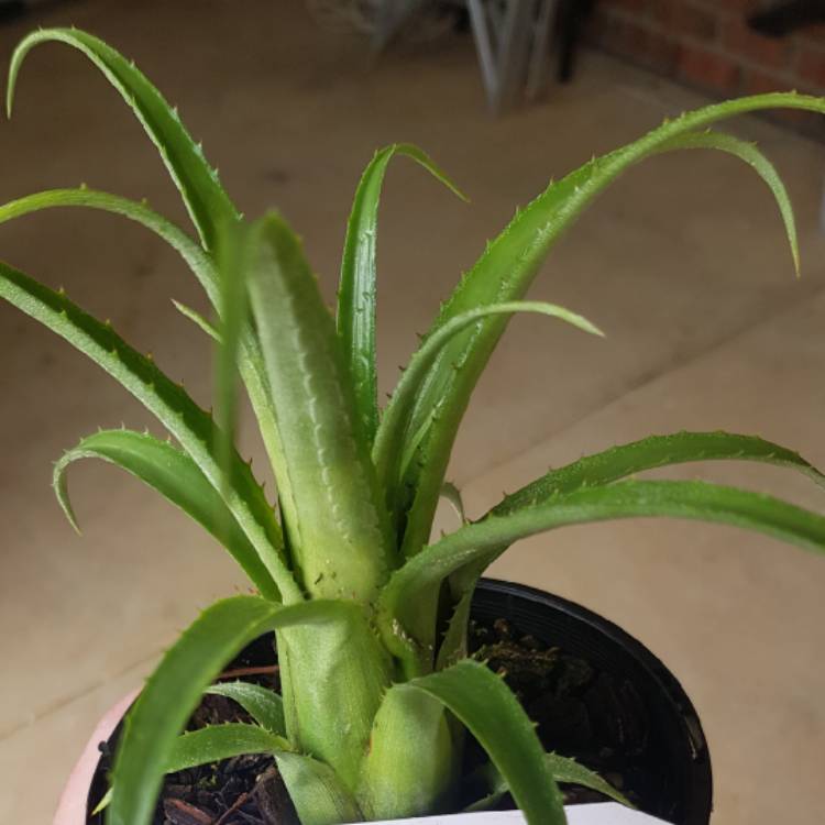 Plant image Aechmea 'Recurvata'