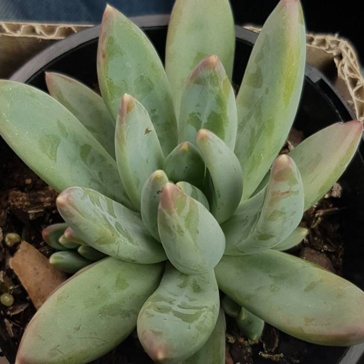 Plant image Pachyphytum longifolium