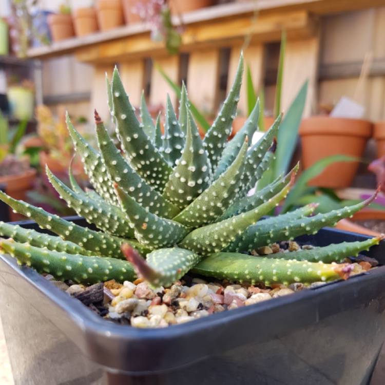 Plant image Haworthia pumila 'Little Donut'