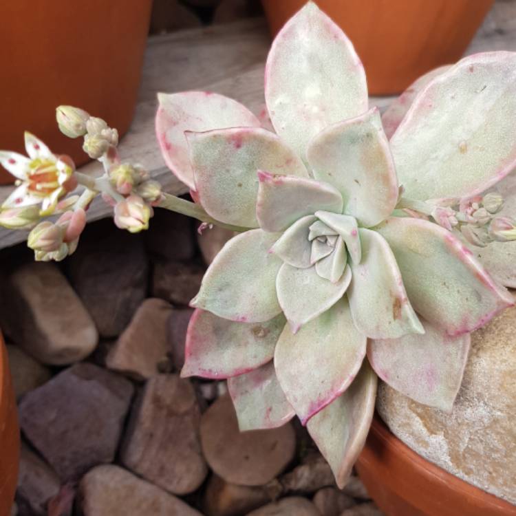 Plant image Graptopetalum Purple Haze