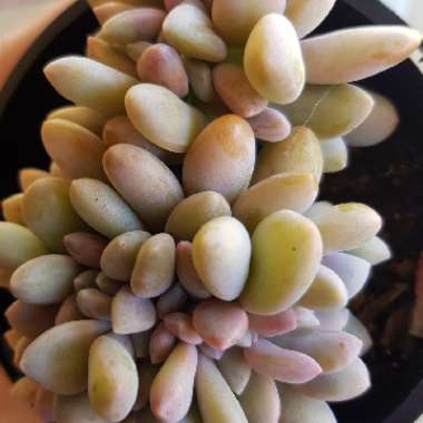 x Pachyveria Elaine Cristata