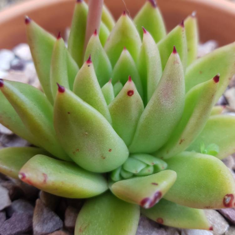 Plant image Echeveria Green Waterlily