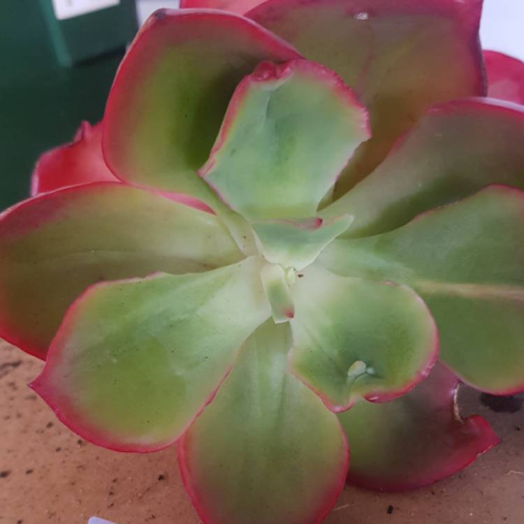 Plant image Echeveria Contempo