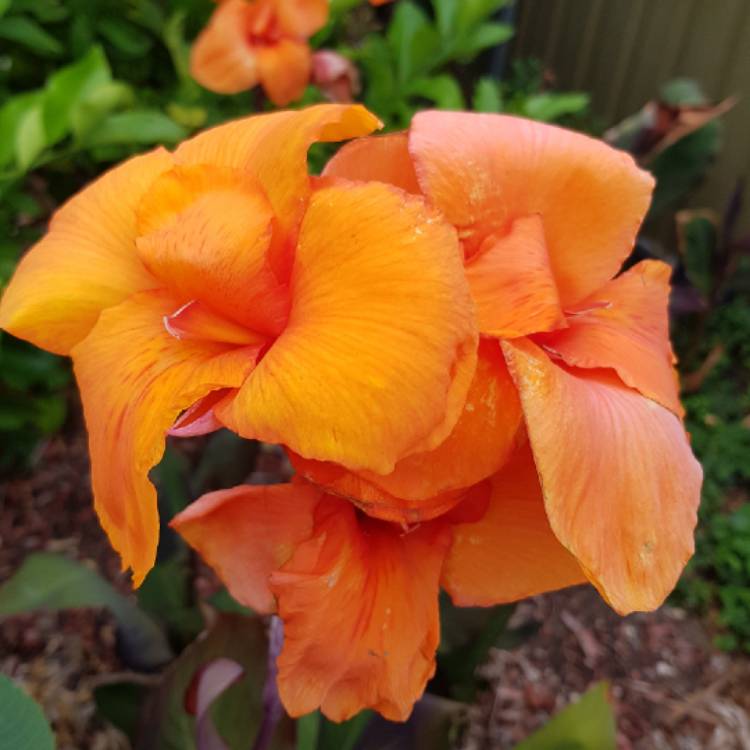 Plant image Canna 'Black Knight'