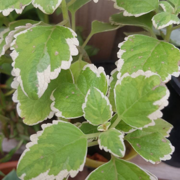 Plant image Coleus amboinicus 'Variegatus' syn. Plectranthus amboinicus 'Variegatus'