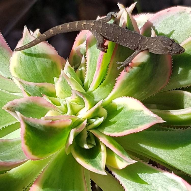 Plant image Aeonium Sunburst cristata