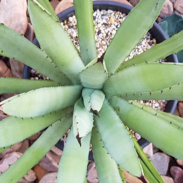 Plant image Agave Macroacantha