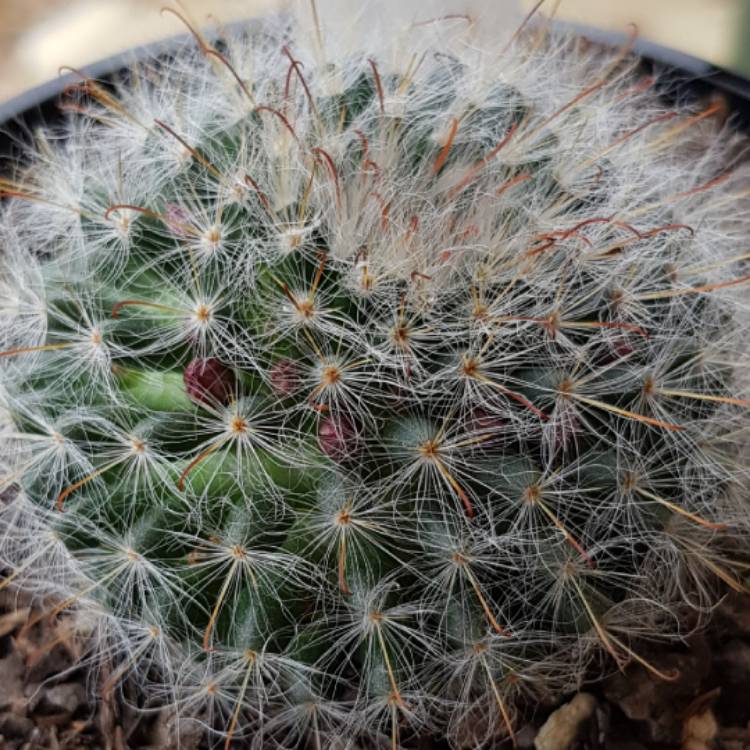 Plant image Mammillaria bocasana