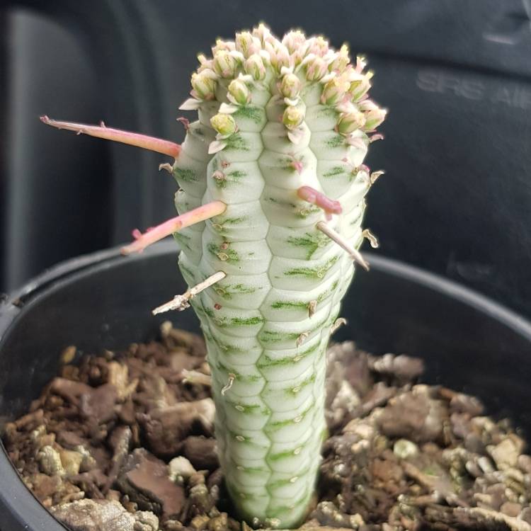 Plant image Euphorbia mammillaris 'Variegata'