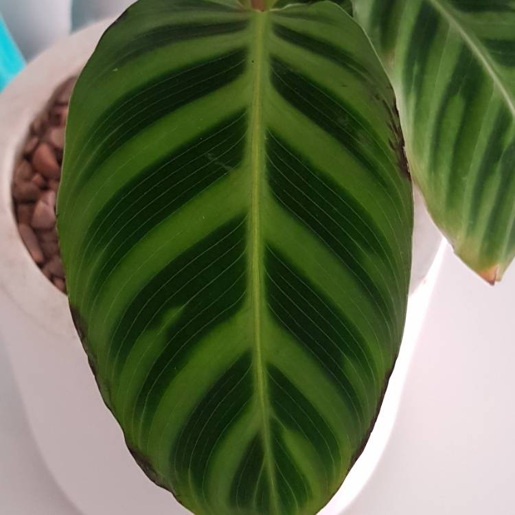 Plant image Calathea Insignis