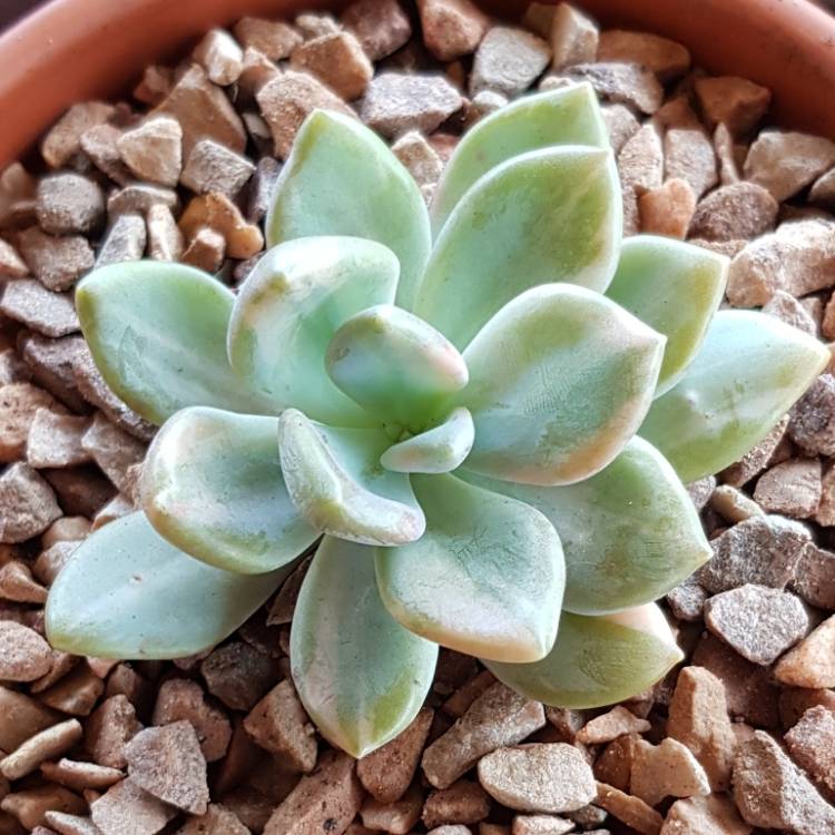 Plant image x Graptophytum  Supreme Verigated