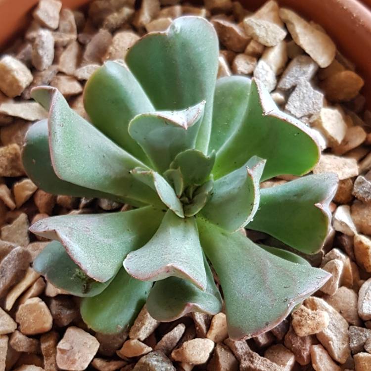 Plant image Echeveria Dark Vader