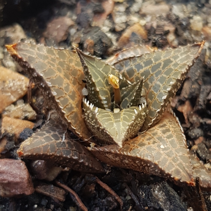 Plant image Haworthia Venosa ssp. Tessllata