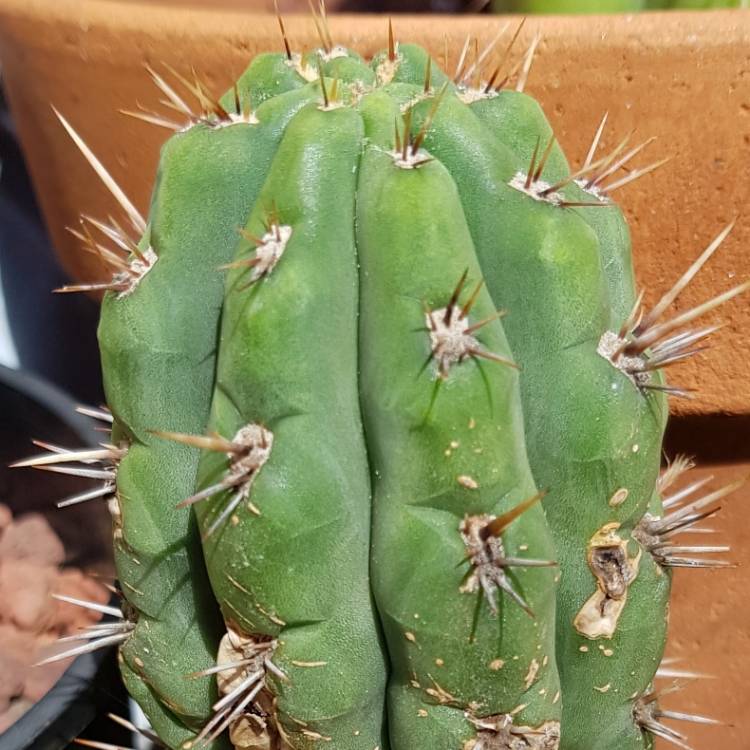 Plant image Trichocereus Cuzcoensis