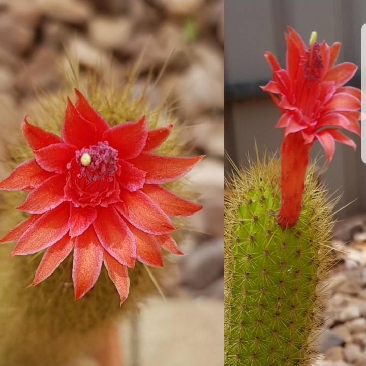 Plant image Cleistocactus samaipatanus