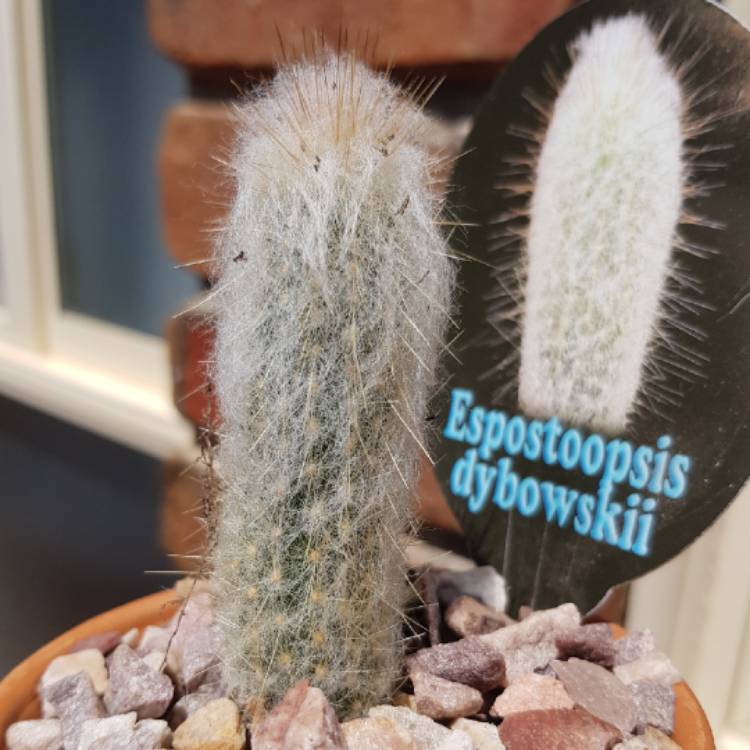 Plant image Espostoopsis dybowskii syn. Cephalocereus dybowskii