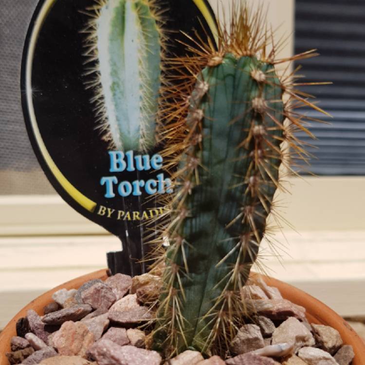 Plant image Pilosocereus azureus